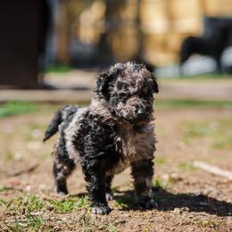Storm - Black merle male Mudi puppy in Franklinville, New Jersey from Velaris
