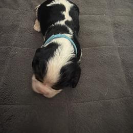 Mr. Blue - Tri-color male Cavalier King Charles Spaniel puppy in Rocky Ford, Colorado from Scofield Cavaliers