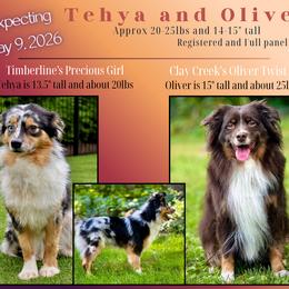 Miniature Australian Shepherd puppies from Dusty Spring Australian Shepherds, LLC