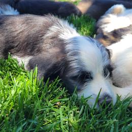 Cathy - Black tri-color female Assorted Doodle Crosses puppy in Blackfoot, Idaho from Lucky Pup Meadows