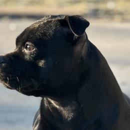 Staffordshire Bull Terriers from GrimLock Staffords