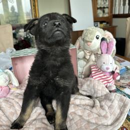 Quell - Bi-color male German Shepherd puppy in Needham, Indiana from K-9 Twenty Nine: Vom Bauernhaus German Shepherds