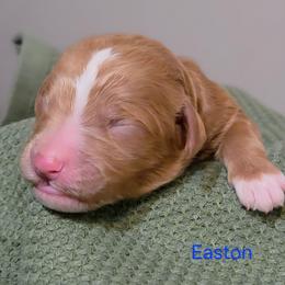 Easton (Bentley) - Red  male Goldendoodle puppy in Hendersonville, Tennessee from Ben's Best Buddy Goldendoodles