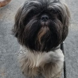 Shih Tzus from Chrysanthemum Shih Tzu