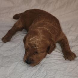 BIG MAMA - Apricot female Poodle puppy in San Tan Valley, Arizona from Desert Storm Poodles