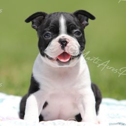 AKC 'Jamieson' - Black and white male Boston Terrier puppy in Lamar, Missouri from Marti Acres ~ Boston Terrier & Beagles