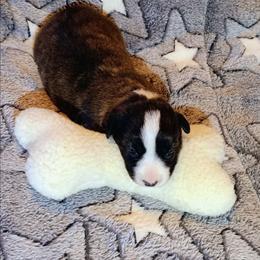 Lovey - Brindle and white female Cardigan Welsh Corgi puppy in Paonia, Colorado from Electric Mountain Cardigan Corgis