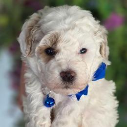 Blue Boy - Parti male Goldendoodle puppy in Vernon, Texas from Sugarland's Texas Goldendoodles