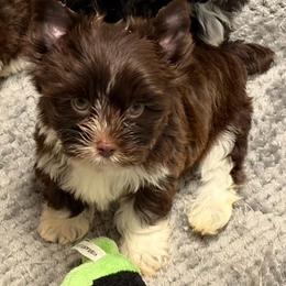 Boy 2 - Liver male Yorkshire Terrier puppy in Georgia from Berggipfel Yorkies