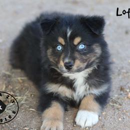 Lotus - Black tri female Miniature Australian Shepherd puppy in Garden Plain, Kansas from Krazy K Aussies