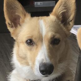 Pembroke Welsh Corgis from Rocky Creek Corgis