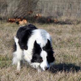 Curly - Border Collie