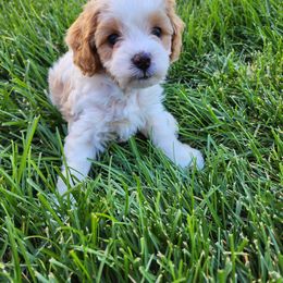Cavapoo Puppies from Ellas.Pups