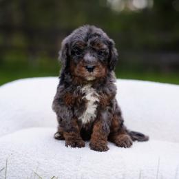 White collar - Blue merle female Bernedoodle puppy in Spokane, Washington from Doodle Love