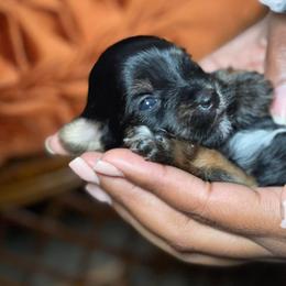 Yorkshire Terriers from The Pure Yorkie Co.