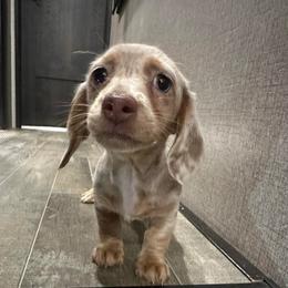 Sweetie girl - Chocolate and tan female Dachshund puppy in Nederland, Texas from M & M Pups