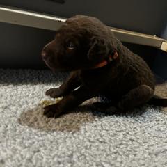 Girl 4 - Chesapeake Bay Retriever puppy from Rebecca's Chesapeake Bay Retrievers
