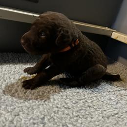 Girl 4 - Chesapeake Bay Retriever puppy from Rebecca's Chesapeake Bay Retrievers