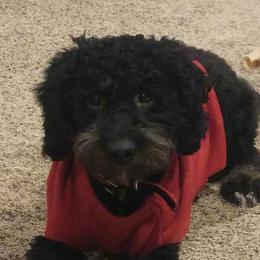 Bernie - Bernedoodle