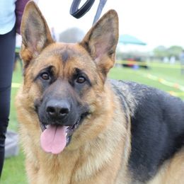 Lola - German Shepherd