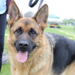 Lola - German Shepherd