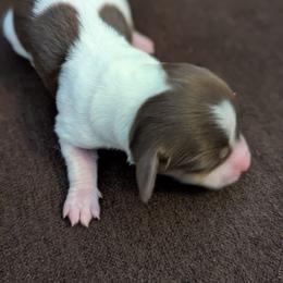 Blitzen - Piebald female Dachshund puppy in Box Elder, South Dakota from Bee Sweet Dachshunds