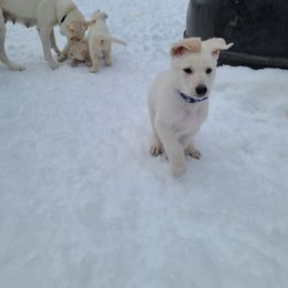 German Shepherd Puppies from Arctic Argonauts