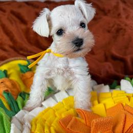 Blossom - White female Miniature Schnauzer puppy in Ferndale, Washington from Blackhorse Schnauzers Washington state