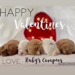 Cavapoo Puppies from Ruby's Cavapoos