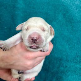 Boy 2 - Light golden male Golden Retriever puppy in Howell Township, New Jersey from Hunnypot Goldens