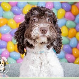 Dustin - Brown male Cockapoo puppy in Connersville, Indiana from Deaz Doodle Ranch