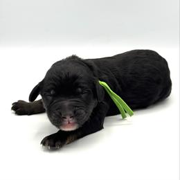 Anchor - Phantom male Bernedoodle puppy in Pulaski, Tennessee from Doodle My Heart