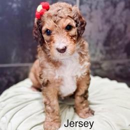 Jersey - Sable female Bernedoodle puppy in Pasco, Washington from Camp Doodle Woods
