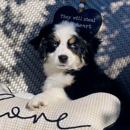 Miniature Australian Shepherd Puppies from DLT MiniAussie