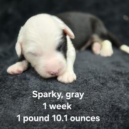 Sparky - Gray and white male Old English Sheepdog puppy in Sutherlin, Oregon from Sapphire Eyes Sheepdogs
