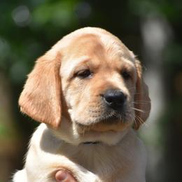 Ash - Yellow male Labrador Retriever puppy in Carthage, North Carolina from Wicked Pines Retrievers