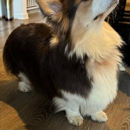 Angel - Pembroke Welsh Corgi