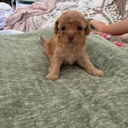Boy 1 - Apricot male Poodle puppy in Maricopa, Arizona from La Petite poodle