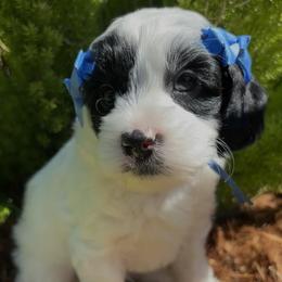 Cosmo - Black and chalk male Australian Labradoodle puppy in Citrus Heights, California from Elite Blend Labradoodles