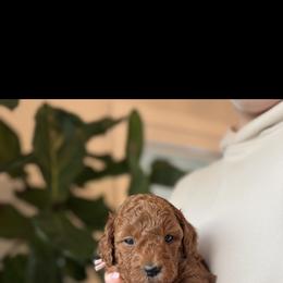 Baby pink - Red  female Goldendoodle puppy in Meridian, Idaho from Goldendoodle of Idaho