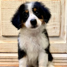 Tricolor Female - Tri-color female Bernedoodle puppy in Brooksville, Florida from Kruger Doodles