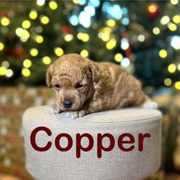 Copper - Red  male Poodle puppy in Ardmore, Oklahoma from Green Acres