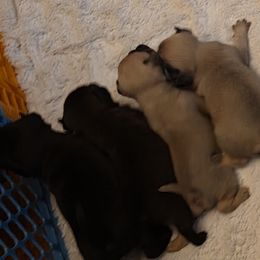 Pugs from Stubbys pugs