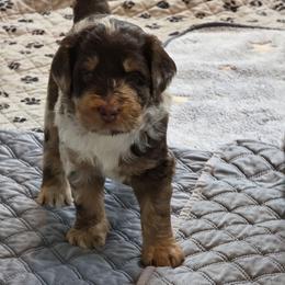 Woody - Chocolate merle male Bernedoodle puppy in Malden, Illinois from Doting Doodles