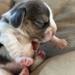 Boy 2 - Blue tan and white Beagle puppy in Crawfordville, Indiana from Flatbroke Beagles