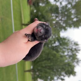 SpongeBob - Black and tan male Pomeranian puppy in Perry County, Ohio from Speechless Pom’s