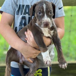 Girl 2 - Red female Catahoula Leopard Dog puppy in Palestine, Texas from Hidden Creek Catahoulas