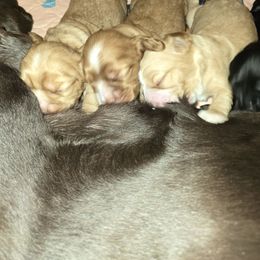Cocker Spaniel Puppies from Kellie's Cocker Spaniels