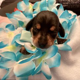 Dachshund Puppies from Mimi’s Doxies