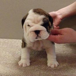 Bulldog Puppies from Big Pine Bulldogs